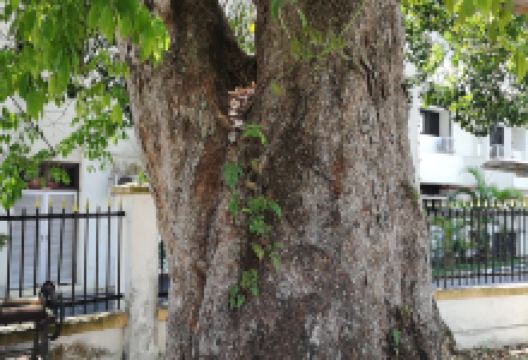 Oldest Rubber Tree景点图片