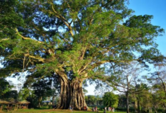 Canlaon City - Century Tree Dalakit景点图片