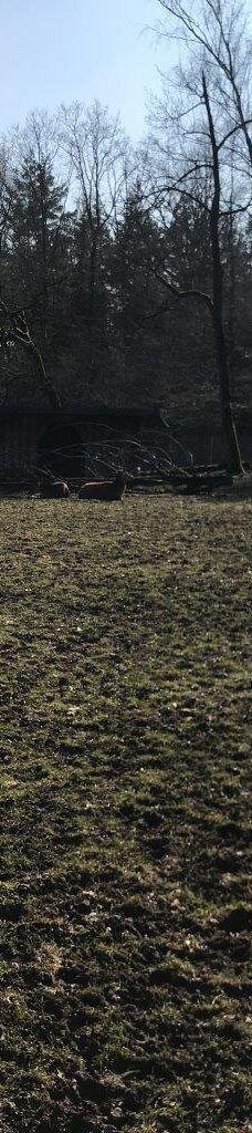 Tiergehege Waldhaus-莫尔斯多夫-泰希沃尔夫拉姆斯多夫