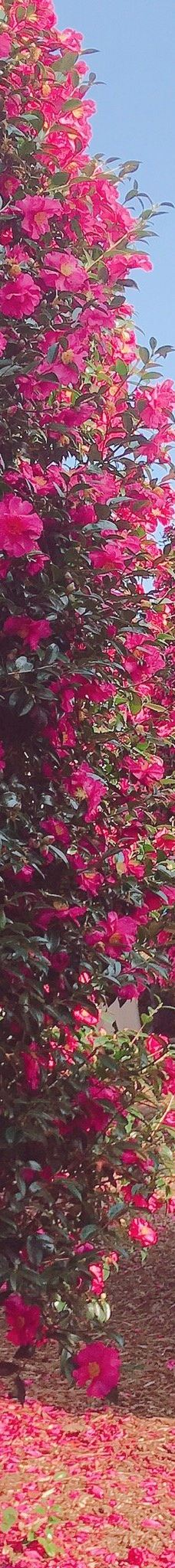 为美里山茶树群-西归浦市