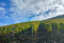 Weingut Kloster Ebernach购物图片