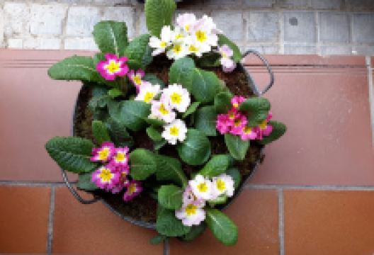 Garden Tomiflor购物图片