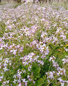 Tobinokuzure Camping Ground-仁贺保市