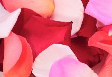 Ortofloricoltura Stefani snc购物图片