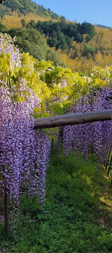 河内藤园-北九州