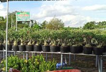 Hoa Kiểng Trung Tính景点图片