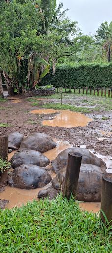 七色土-毛里求斯