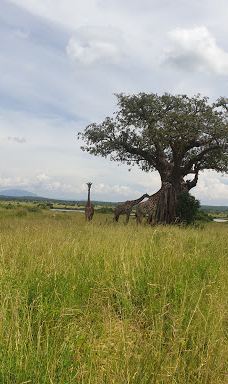 Ruaha National Park INGRESSO-伊林加