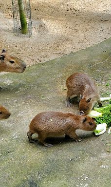 Chemnitz Zoo-开姆尼茨