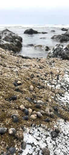 Ocean Shore State Recreation Area-纽波特