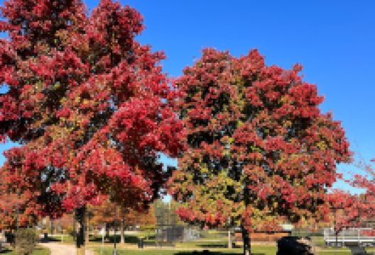 Wilson Farm Park景点图片