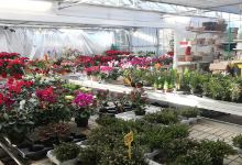 Garden Carrara Endine G.购物图片