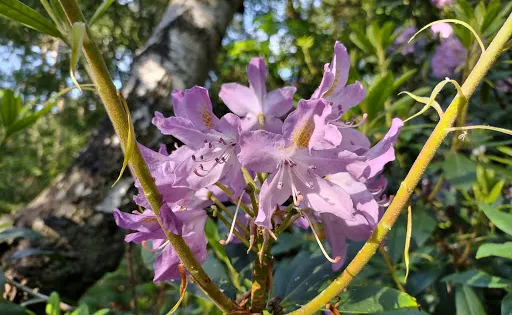 Lings Wood Nature Reserve