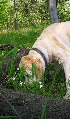 Åbent skovareal ved Nyborg-尼堡