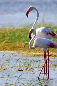 Attidiya Bird Sanctuary-代希瓦勒－芒特拉维尼亚
