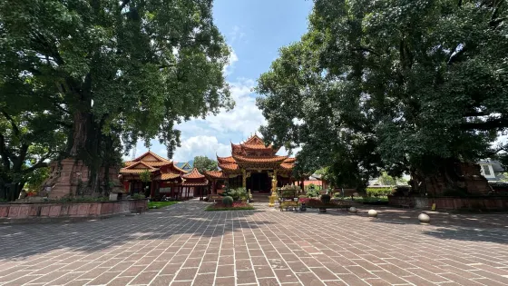 塔包樹樹包塔