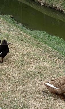 Attidiya Bird Sanctuary-代希瓦勒－芒特拉维尼亚