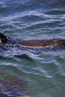 卡提奇灯塔-Moeraki