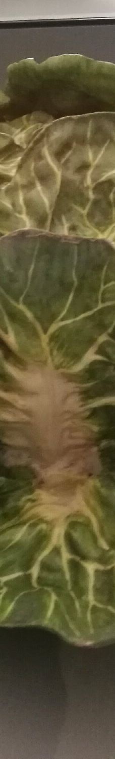 Schloss Favorite-拉施塔特