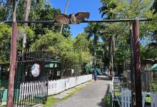 Guyana Zoological Park景点图片