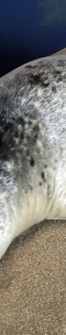 Seehundstation und Waloseum-诺德代希