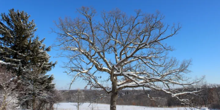 Owens Conservation Park