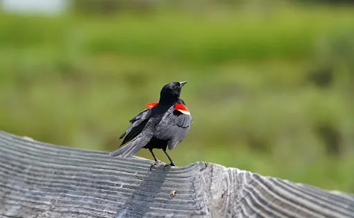 Laguna Madre Nature Trail
