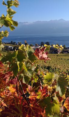 Terrasses viticoles de Lavaux-Lavaux-Oron District
