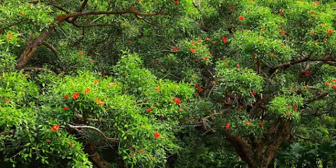 奄美野生生物保護中心
