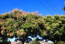 El Rancho Verde Park景点图片
