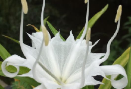 Plong Liam景点图片