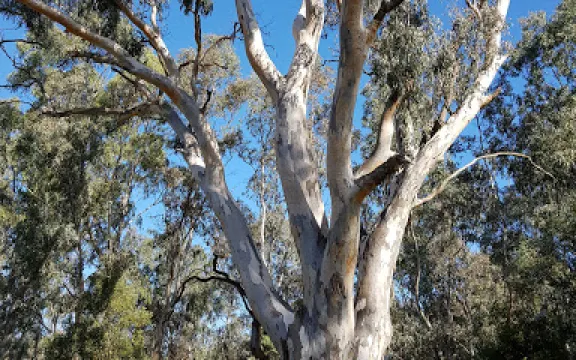 Yea Wetlands John Cummins Reserve