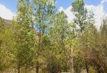 Camping "Miguel"景点图片