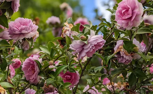 Wildwood Gardens