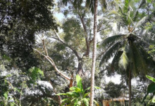 Happoruwa Rajamaha Viharaya景点图片