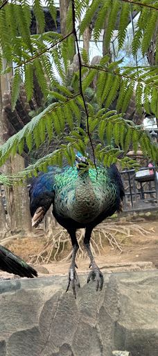 Lembang Park & Zoo-伦邦