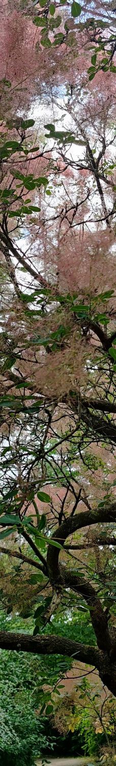 Geografisk Have-科灵