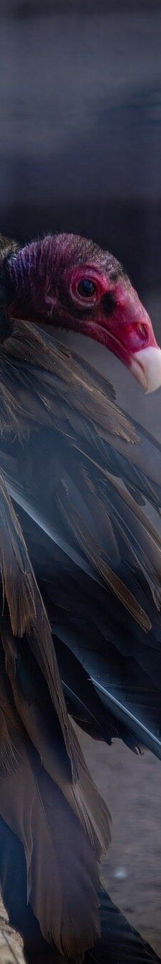 大熊湖动物园-大熊湖