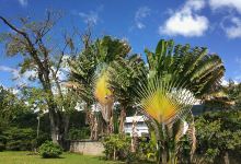 Dominica Botanic Gardens景点图片