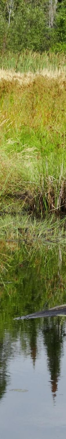 Mikisew Provincial Park-Machar