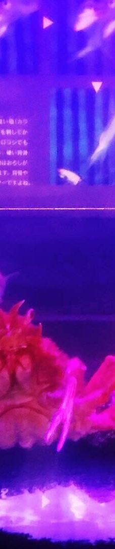 八户市水产科学馆Marient-八户