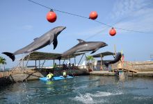 Rodadero Sea Aquarium and Museum景点图片