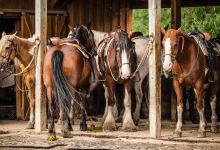 The Stables at Palmer Gulch景点图片