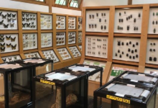 Beetle Natural Kingdom Mushimushi Land景点图片