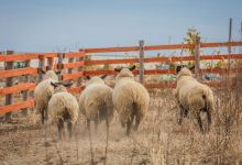 Iwanuma Sheep Village景点图片