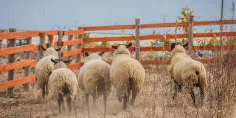 Iwanuma Sheep Village