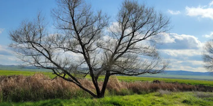 Tule Elk Reserve State Natural Reserve