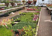 Greenfingers Nurseries购物图片