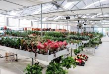 Viveiros Vitor Lourenço购物图片