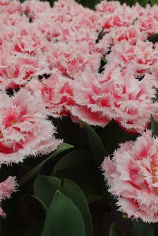 Willem - Alexander Pavilion-利瑟